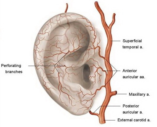 Where are the major arteries in your ears? If you puncture a major